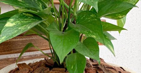 Casca de pinus para vasos